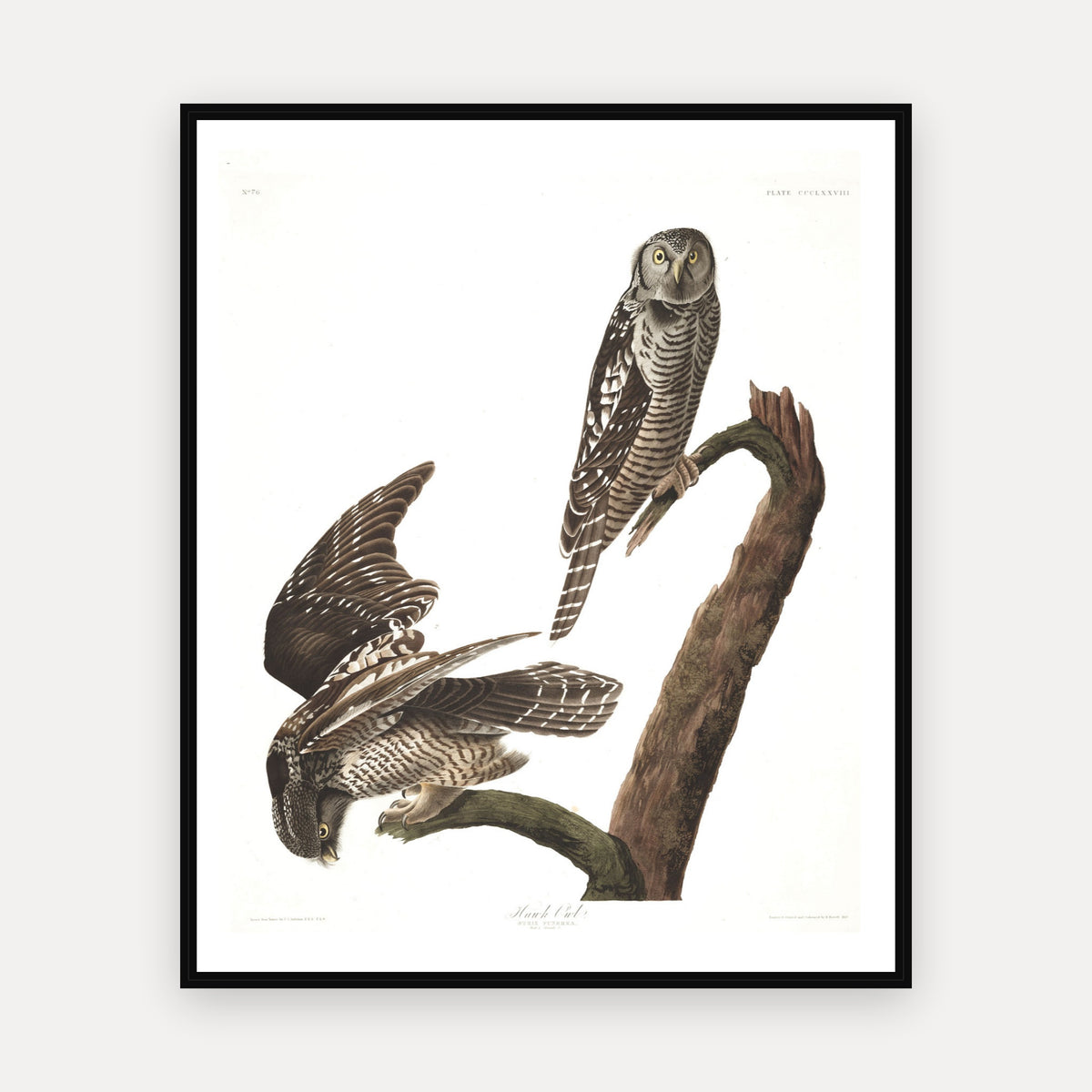 Hawk Owl · Plate 378 · Audubon - Birds of America Print