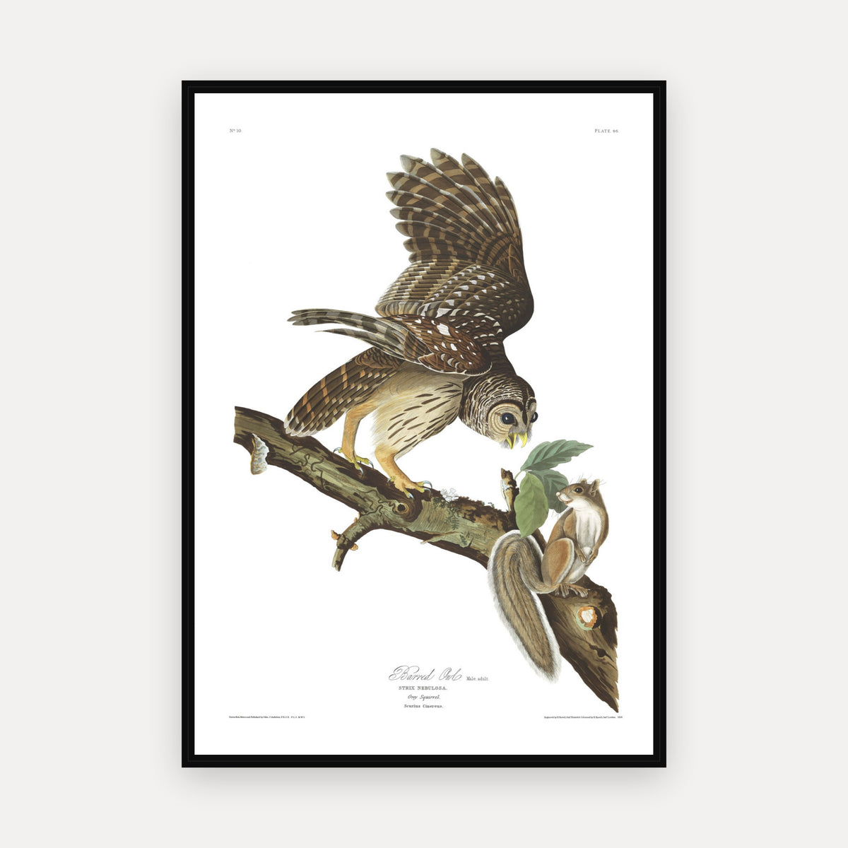 Barred Owl · Plate 46 · Audubon - Birds of America Print