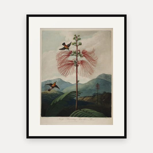 Large Flowering Sensitive Plant · Thornton's Temple of Flora · Vintage Botanical Print