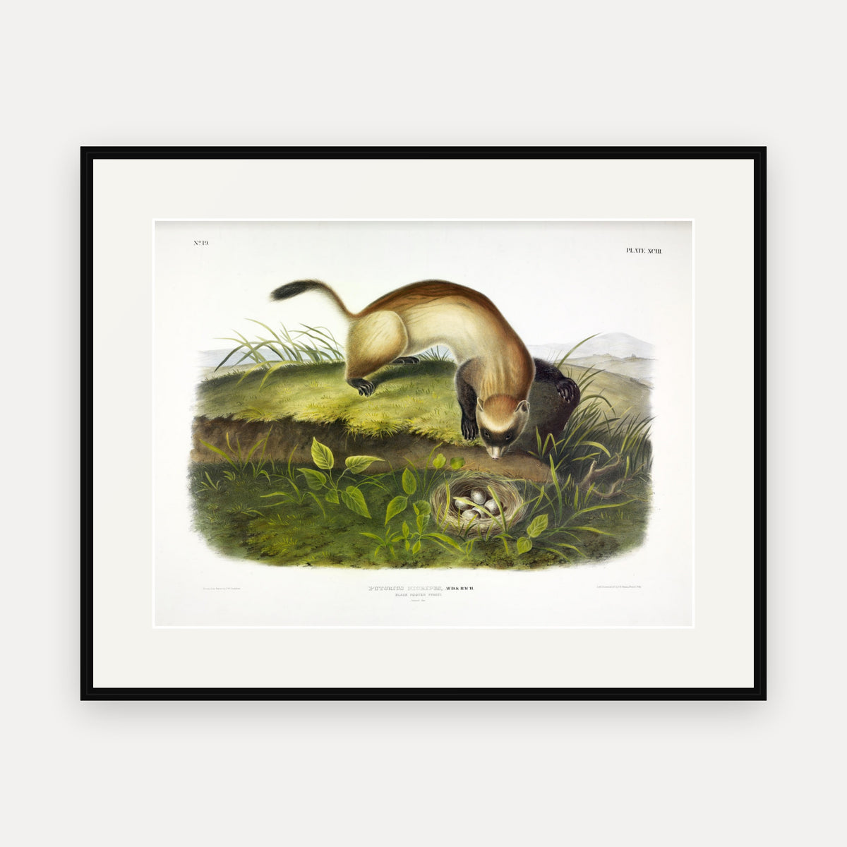 Black-footed Ferret · Plate 93 · Audubon - Quadrupeds of North America Print framed print