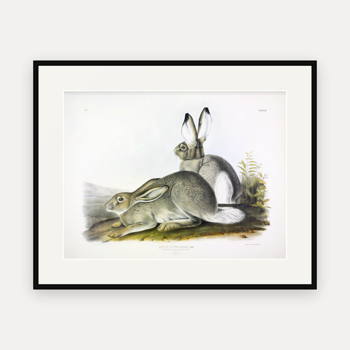 Townsend's Rocky Mountain Hare · Plate 3 · Audubon - Quadrupeds of North America Print framed print