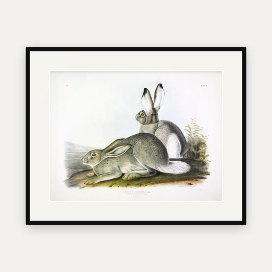 Townsend's Rocky Mountain Hare · Plate 3 · Audubon - Quadrupeds of North America Print framed print