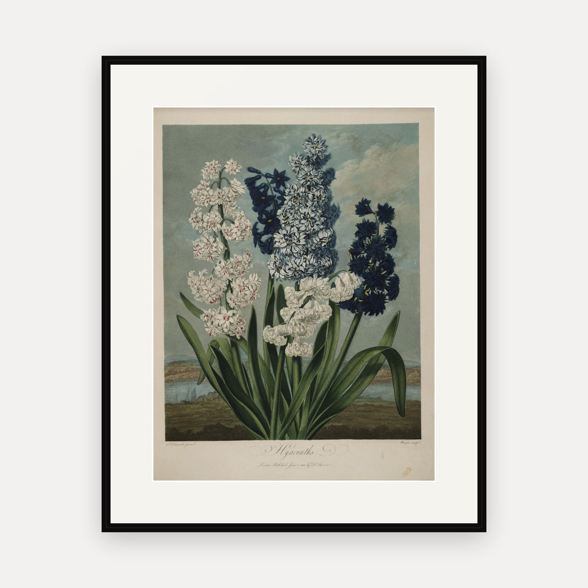 Hyacinths · Thornton's Temple of Flora · Vintage Botanical Print