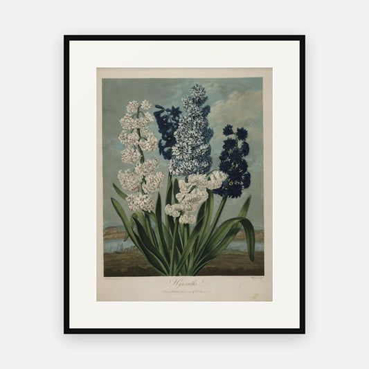 Hyacinths · Thornton's Temple of Flora · Vintage Botanical Print