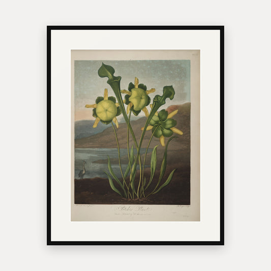 Pitcher Plant · Thornton's Temple of Flora · Vintage Botanical Print