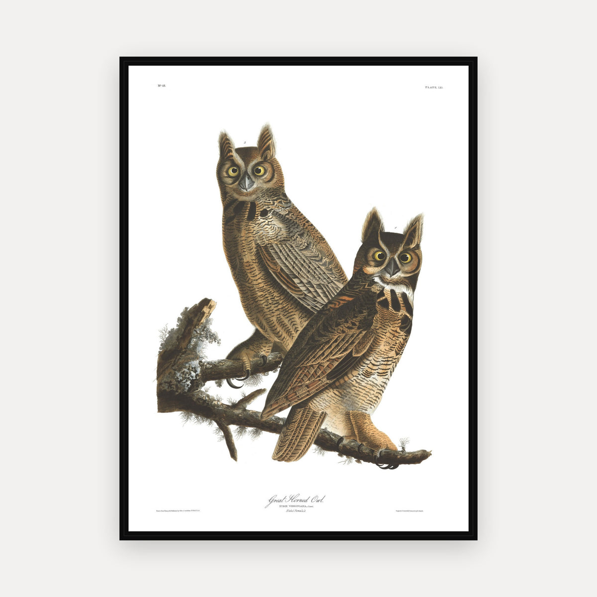 Great Horned Owl · Plate 61 · Audubon - Birds of America Print