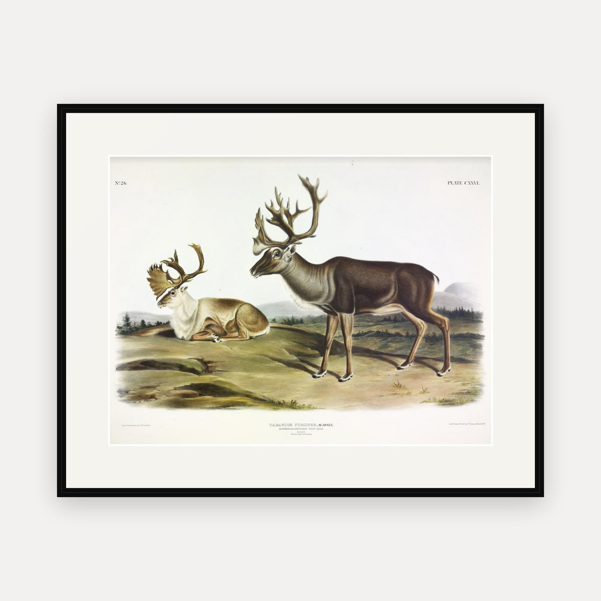 Caribou · Plate 126 · Audubon - Quadrupeds of North America Print framed print