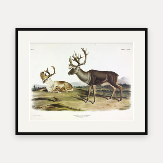 Caribou · Plate 126 · Audubon - Quadrupeds of North America Print framed print