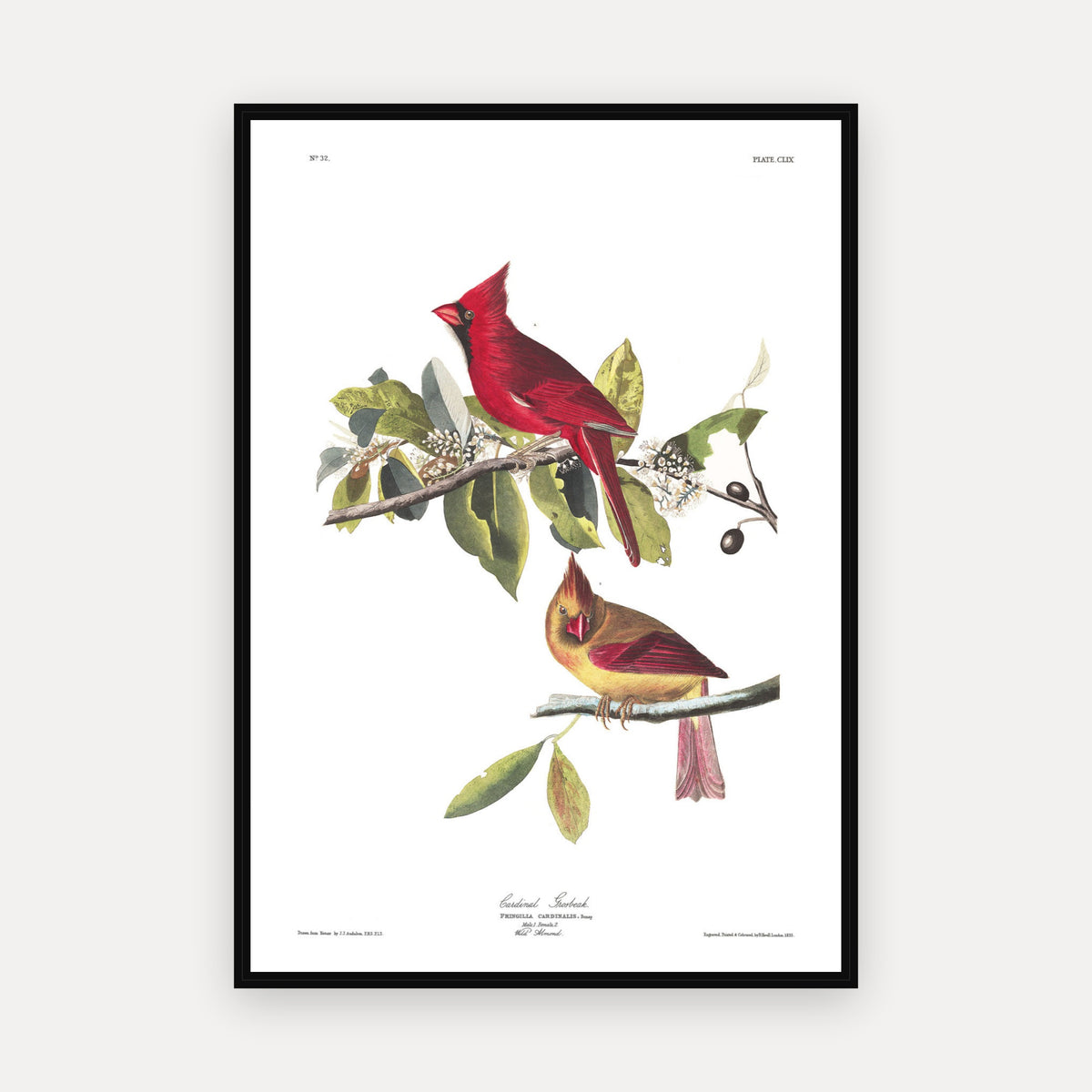 Cardinal Grosbeak · Plate 159 · Audubon - Birds of America Print