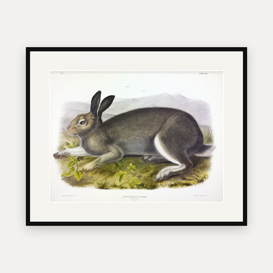 Polar Hare · Plate 32 · Audubon - Quadrupeds of North America Print framed print