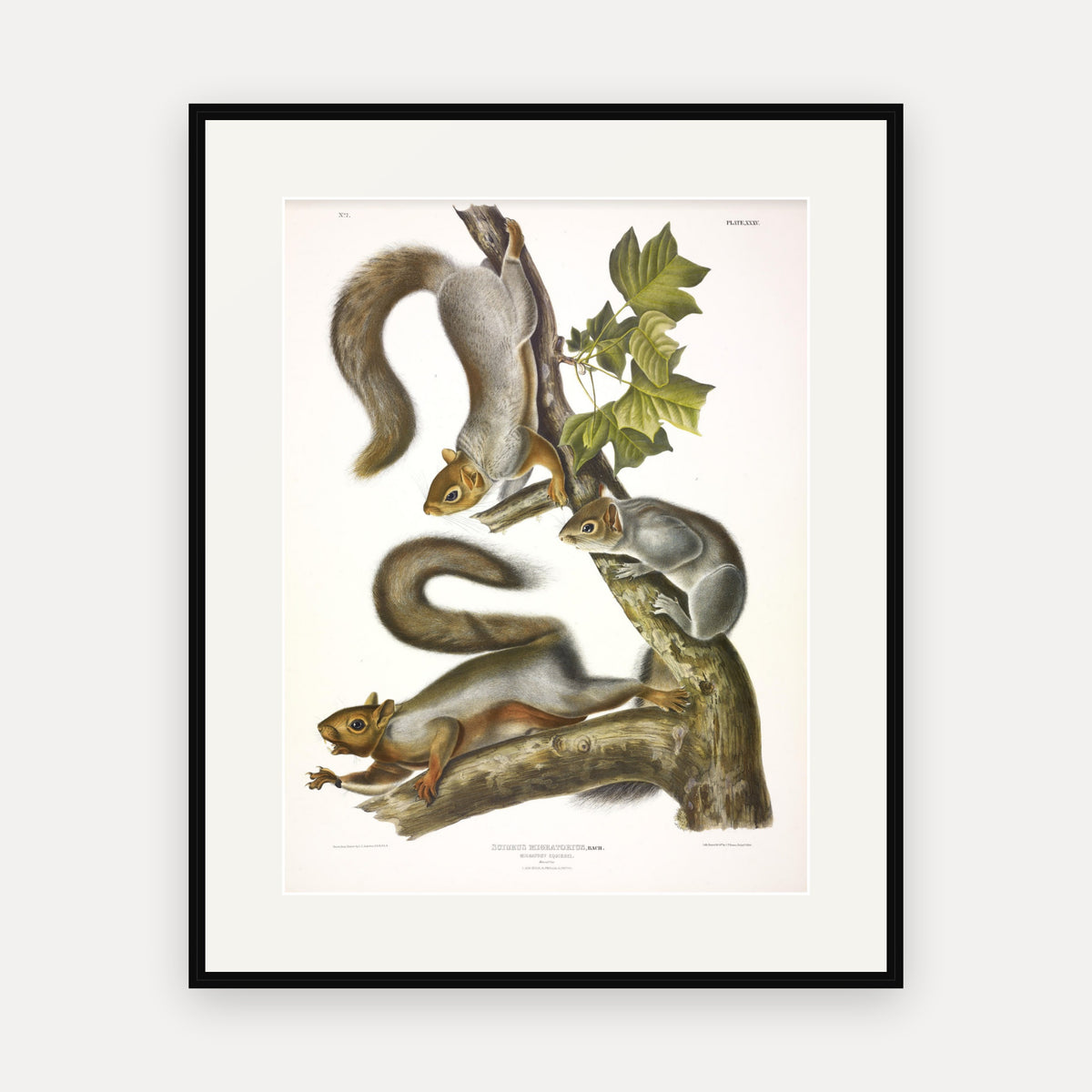 Migratory Squirrel · Plate 35 · Audubon - Quadrupeds of North America Print framed print