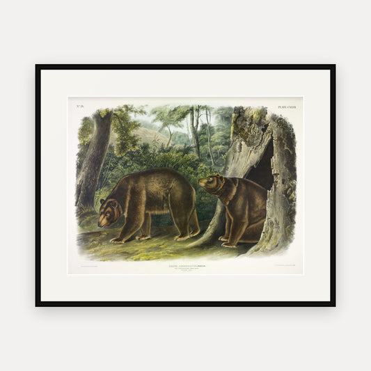 Cinnamon Bear · Plate 127 · Audubon - Quadrupeds of North America Print framed print
