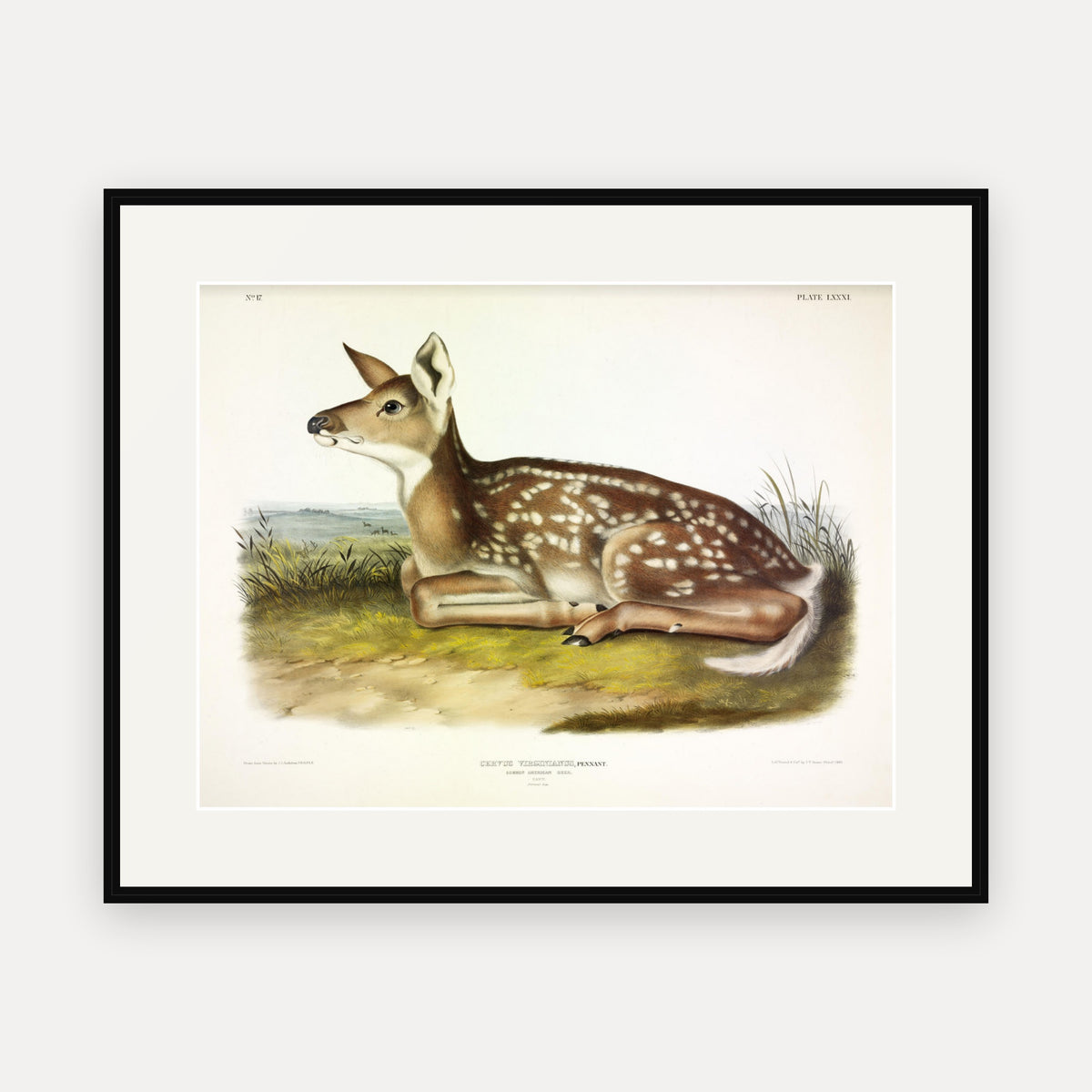 White-tailed Deer Fawn · Plate 81 · Audubon - Quadrupeds of North America Print framed print