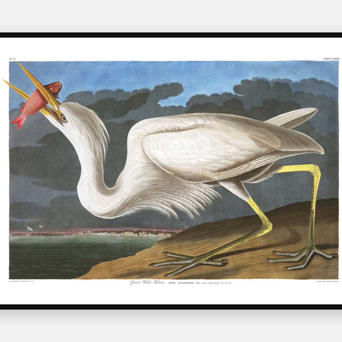Great White Heron · Plate 281 · Audubon - Birds of America Print