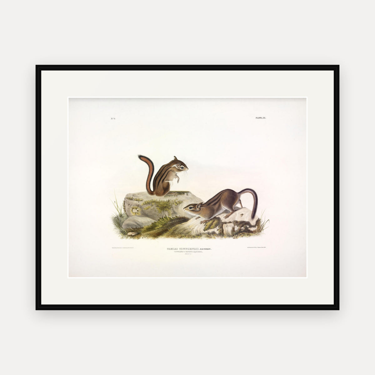 Townsend's Ground Squirrel · Plate 20 · Audubon - Quadrupeds of North America Print framed print