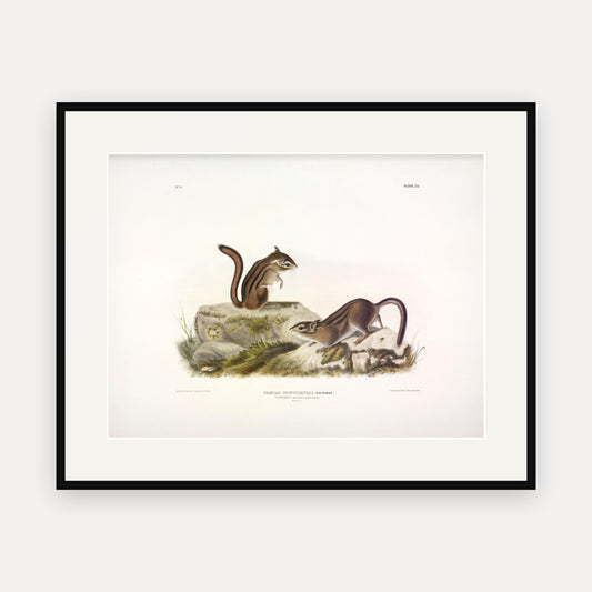 Townsend's Ground Squirrel · Plate 20 · Audubon - Quadrupeds of North America Print framed print