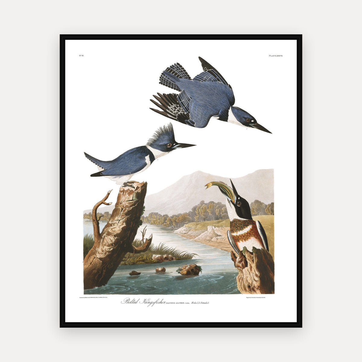 Belted Kingfisher · Plate 77 · Audubon - Birds of America Print