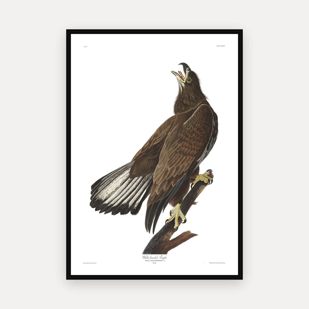 White-headed Eagle · Plate 126 · Audubon - Birds of America Print