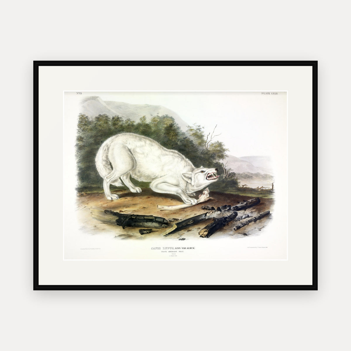 White American Wolf · Plate 72 · Audubon - Quadrupeds of North America Print framed print