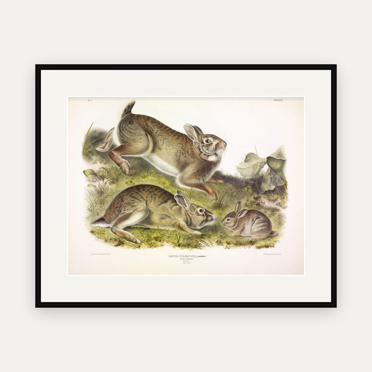 Grey Rabbit · Plate 22 · Audubon - Quadrupeds of North America Print framed print