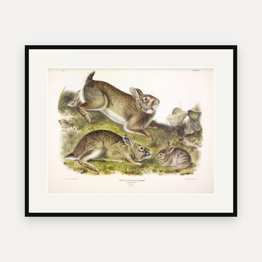Grey Rabbit · Plate 22 · Audubon - Quadrupeds of North America Print framed print