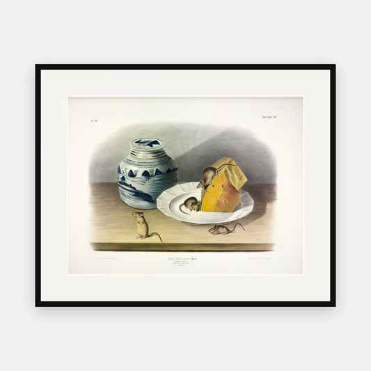 Common Mouse · Plate 90 · Audubon - Quadrupeds of North America Print framed print