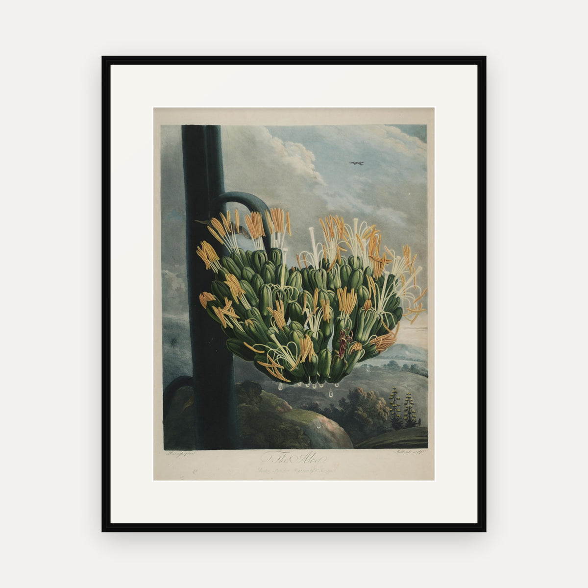 The Aloe · Thornton's Temple of Flora · Vintage Botanical Print