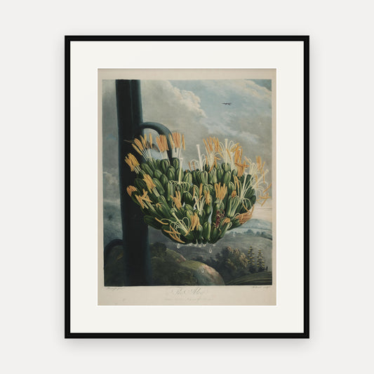 The Aloe · Thornton's Temple of Flora · Vintage Botanical Print