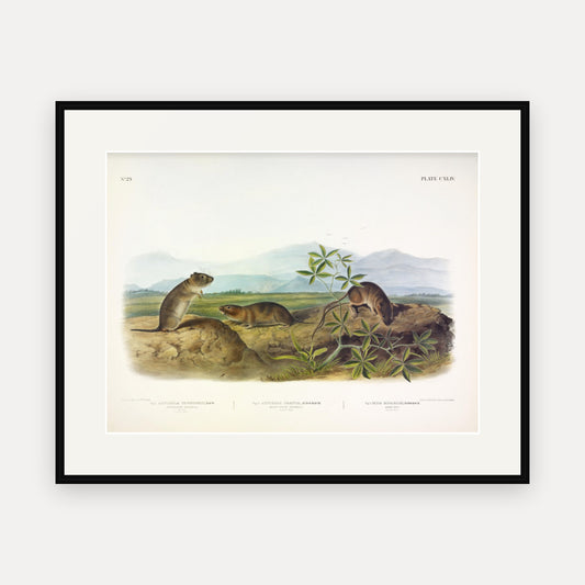 Townsend's Arvicola, Sharp-nosed Arvicola and Bank Rat · Plate 144 · Audubon - Quadrupeds of North America Print framed print