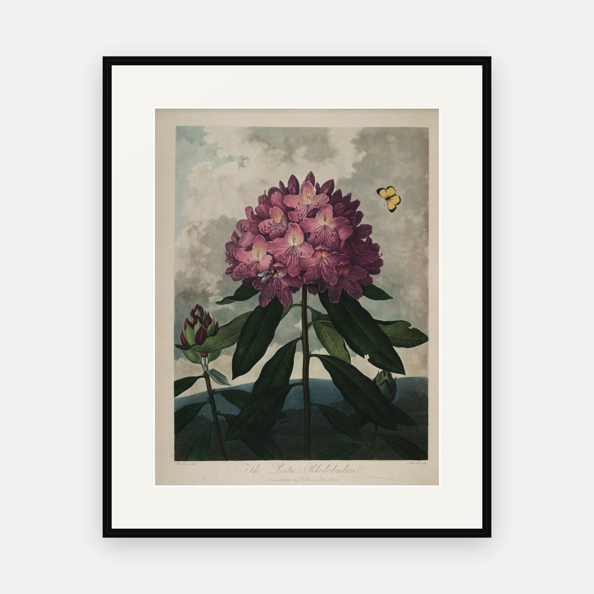 The Pontic Rhododendron · Thornton's Temple of Flora · Vintage Botanical Print