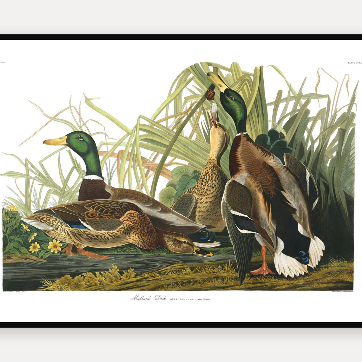 Mallard Duck · Plate 221 · Audubon - Birds of America Print
