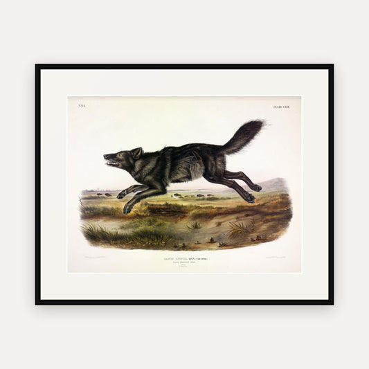 Black American Wolf · Plate 67 · Audubon - Quadrupeds of North America Print framed print