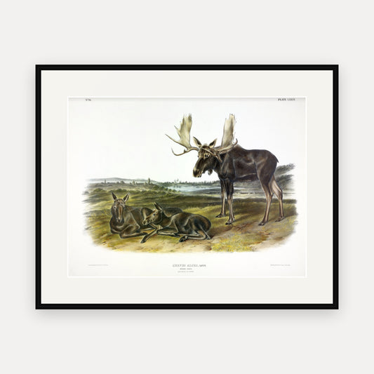 Moose · Plate 76 · Audubon - Quadrupeds of North America Print framed print