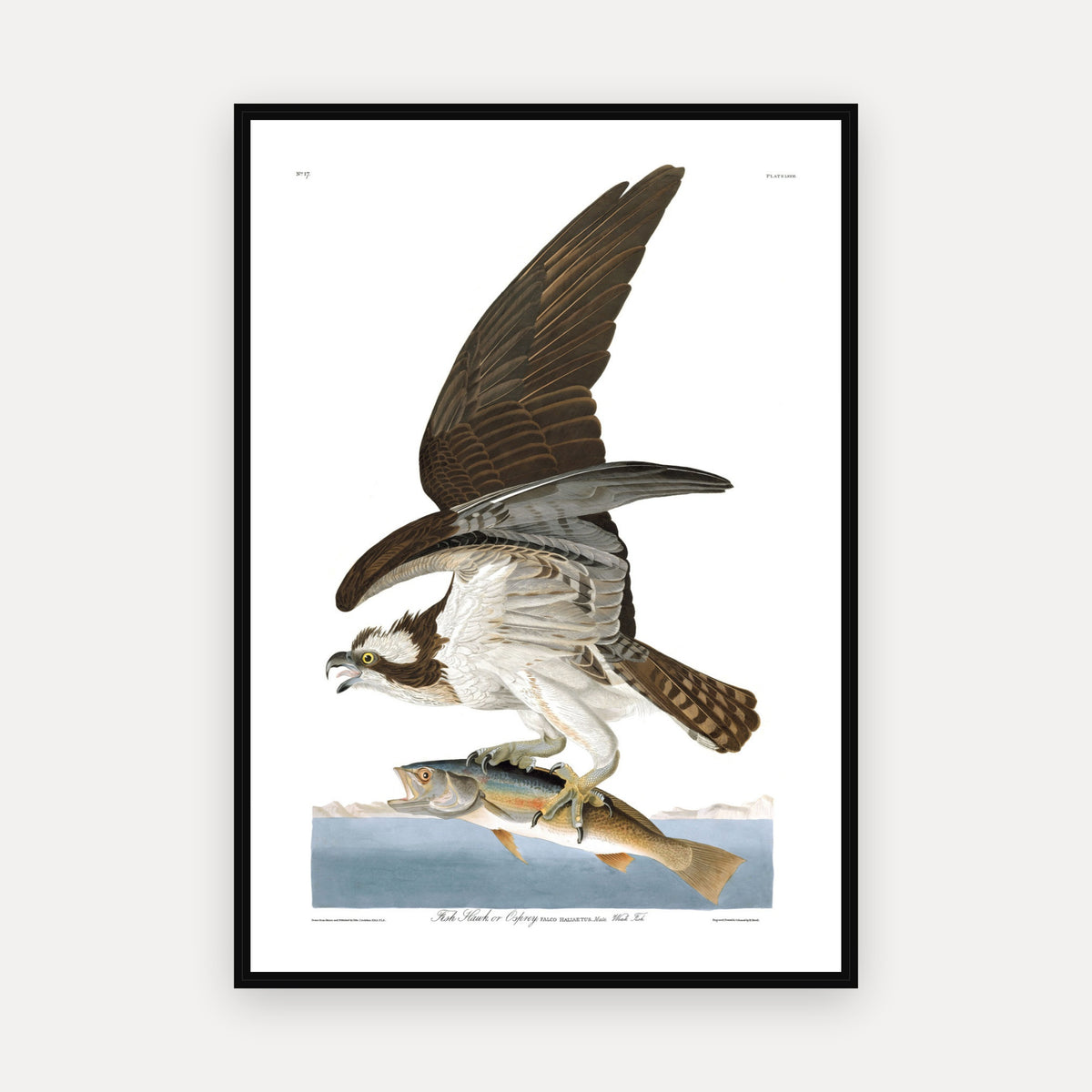 Fish Hawk, or Osprey · Plate 81 · Audubon - Birds of America Print