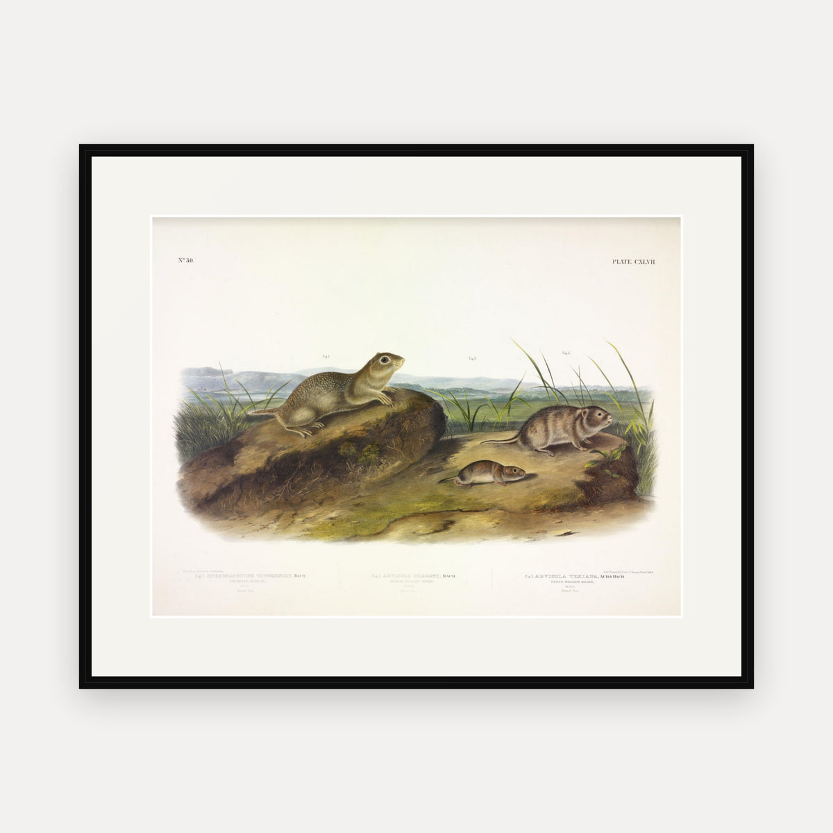 American Souslik, Oregon and Texan Meadow Mice · Plate 147 · Audubon - Quadrupeds of North America Print framed print