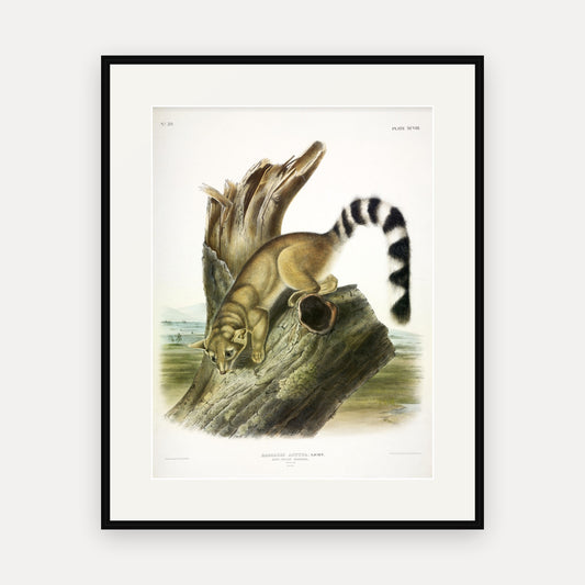 Ring-tailed Bassaris · Plate 98 · Audubon - Quadrupeds of North America Print framed print