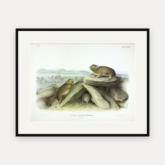 Little-chief Hare · Plate 83 · Audubon - Quadrupeds of North America Print framed print
