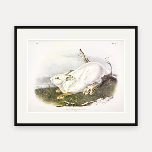 Northern Hare in Winter · Plate 12 · Audubon - Quadrupeds of North America Print framed print