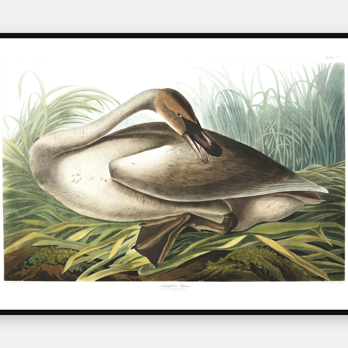 Trumpeter Swan · Plate 376 · Audubon - Birds of America Print