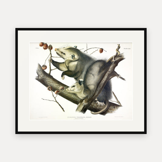 Virginian Opossum · Plate 66 · Audubon - Quadrupeds of North America Print framed print