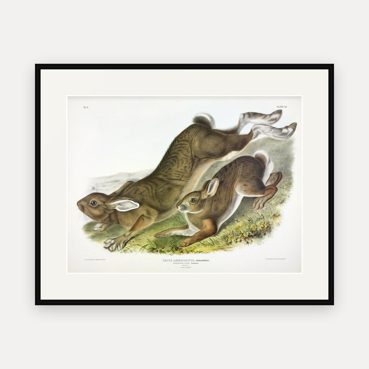 Northern Hare in Summer · Plate 11 · Audubon - Quadrupeds of North America Print framed print