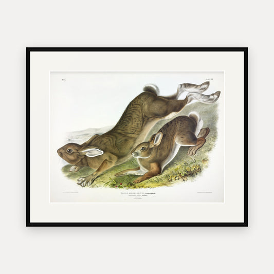 Northern Hare in Summer · Plate 11 · Audubon - Quadrupeds of North America Print framed print