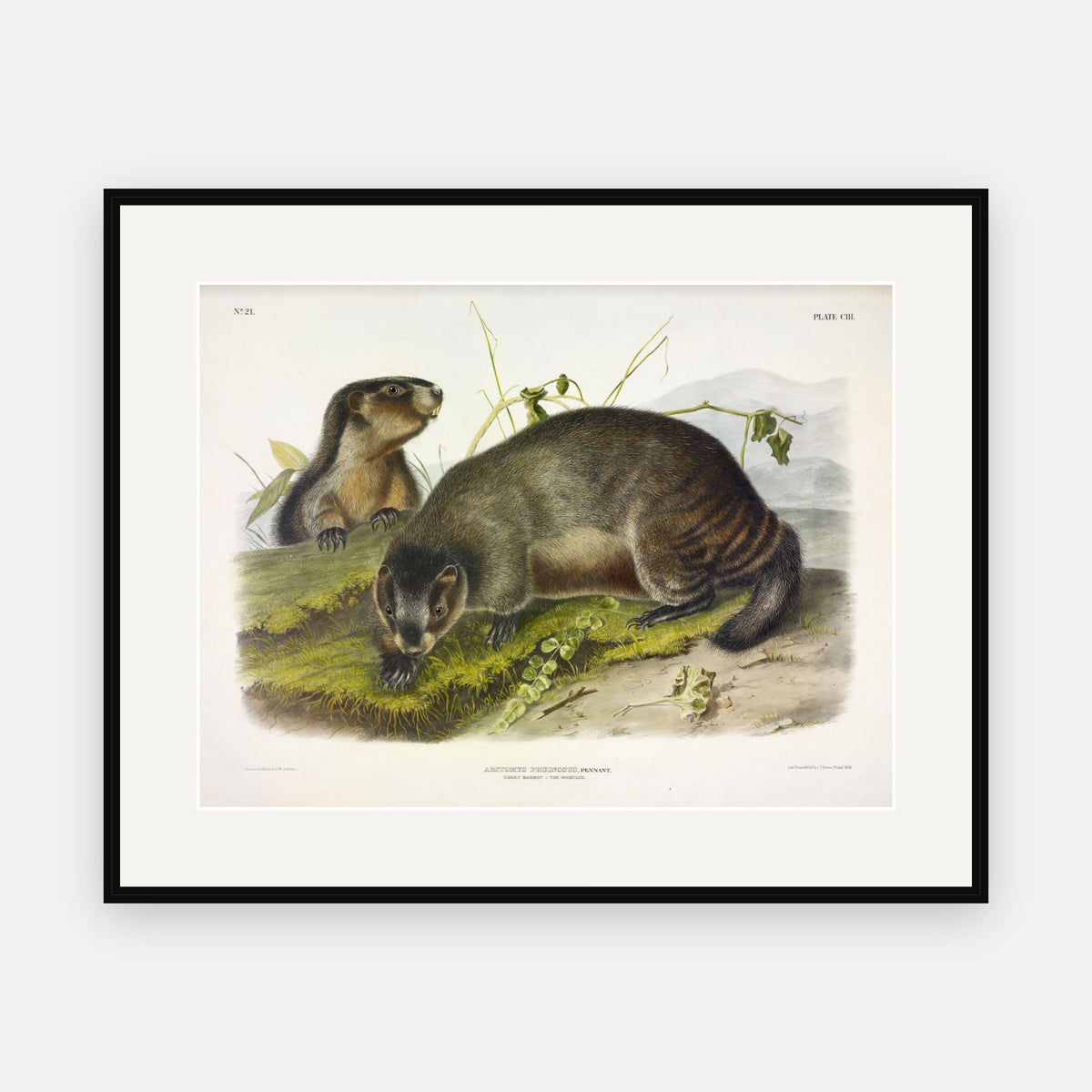 Hoary Marmot · Plate 103 · Audubon - Quadrupeds of North America Print framed print