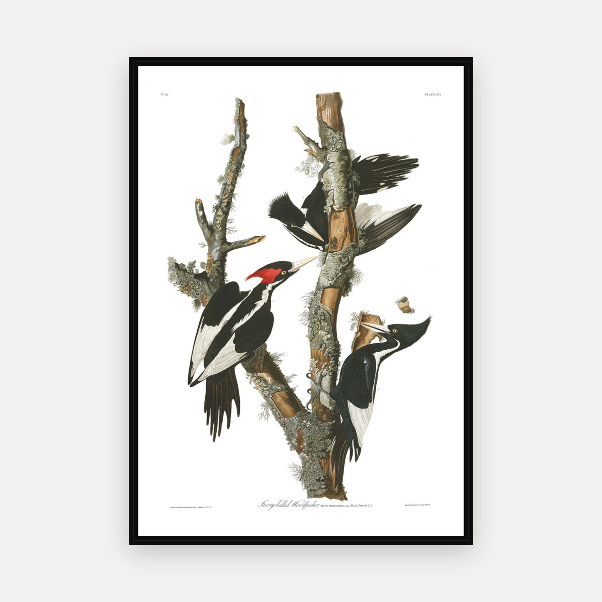 Ivory-billed Woodpecker · Plate 66 · Audubon - Birds of America Print
