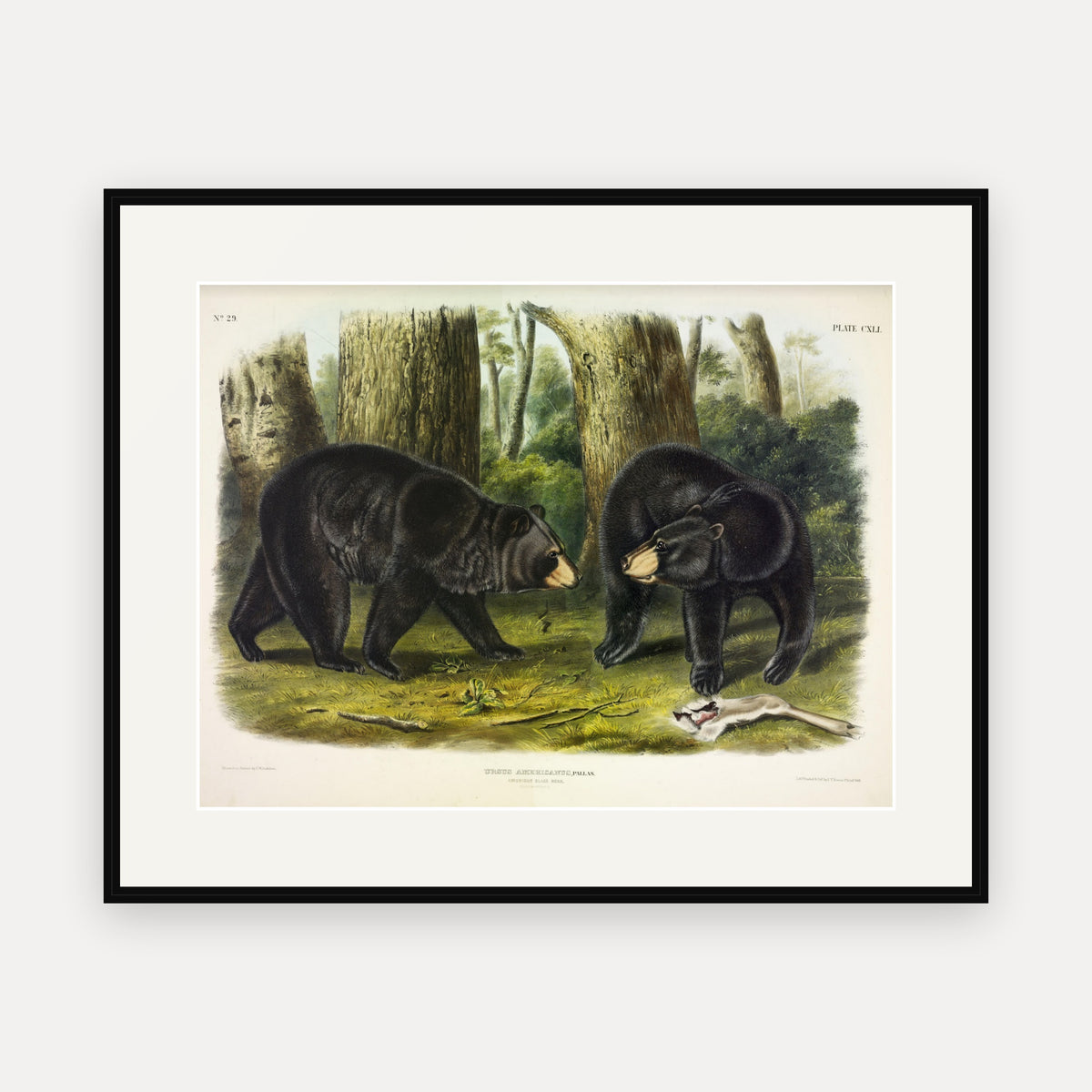American Black Bear · Plate 141 · Audubon - Quadrupeds of North America Print framed print