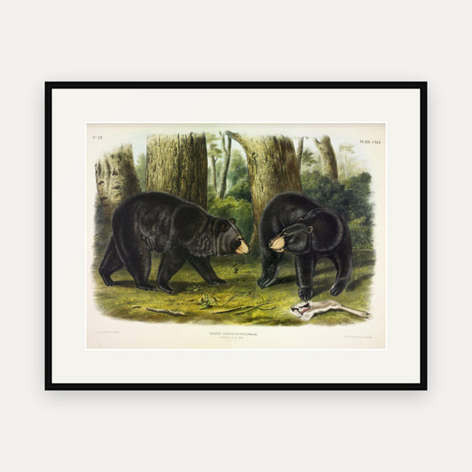 American Black Bear · Plate 141 · Audubon - Quadrupeds of North America Print framed print