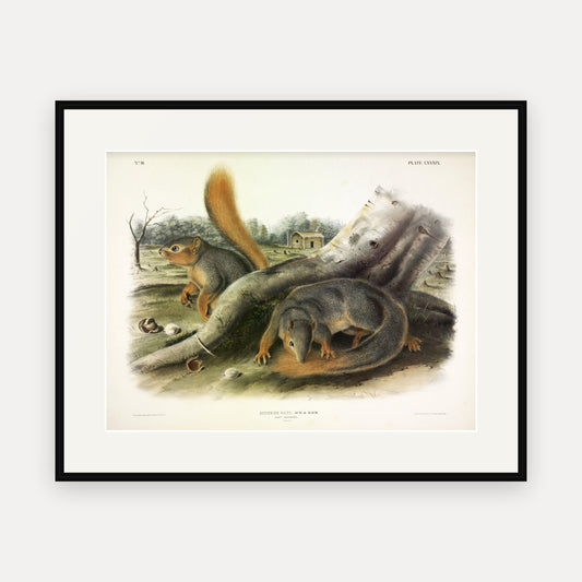 Say's Squirrel · Plate 89 · Audubon - Quadrupeds of North America Print framed print