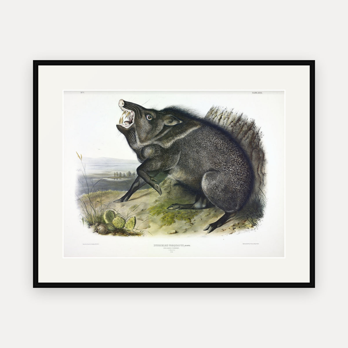 Collared Peccary · Plate 31 · Audubon - Quadrupeds of North America Print framed print