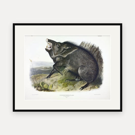 Collared Peccary · Plate 31 · Audubon - Quadrupeds of North America Print framed print