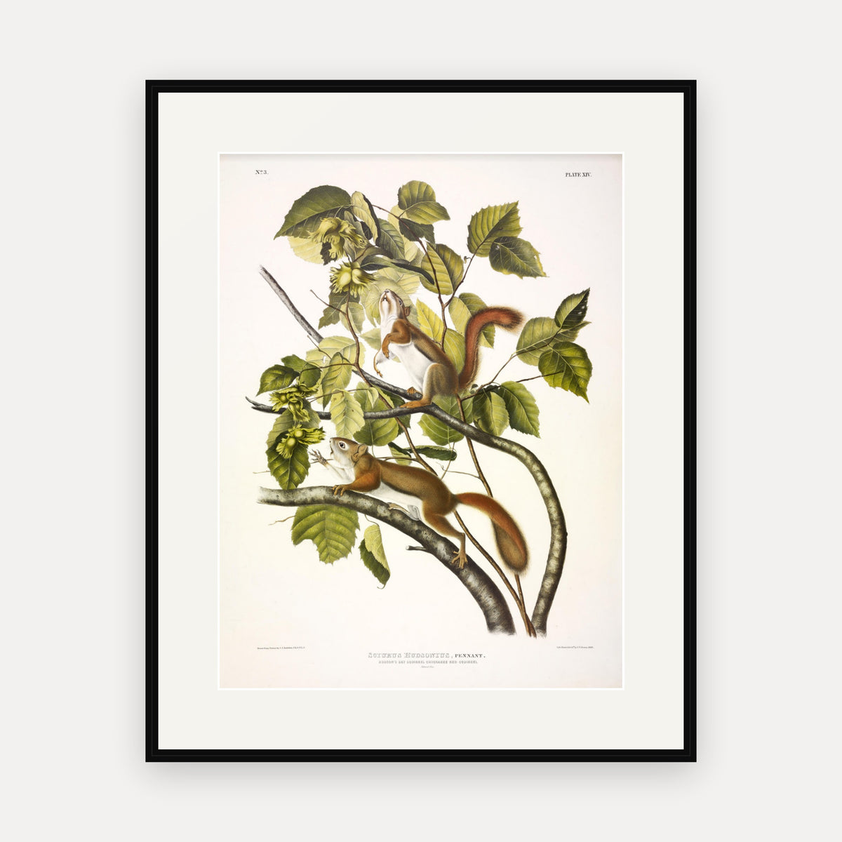 Red Squirrel · Plate 14 · Audubon - Quadrupeds of North America Print framed print
